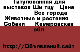 Титулованная для выставок Ши-тцу › Цена ­ 100 000 - Все города Животные и растения » Собаки   . Кемеровская обл.